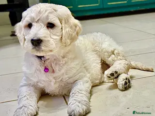 Goldendoodle dogs Goldendoodle Pups-Parents school well-being dogs - Advert 1