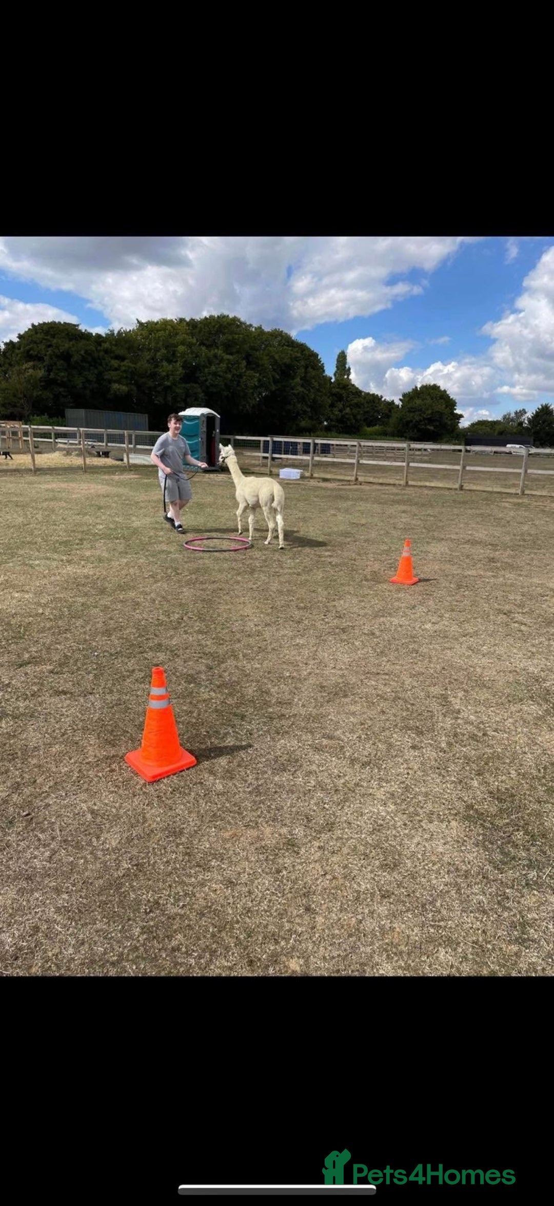 Alpaca livestock for sale: Trekking alpacas BAS registered  - Advert 8