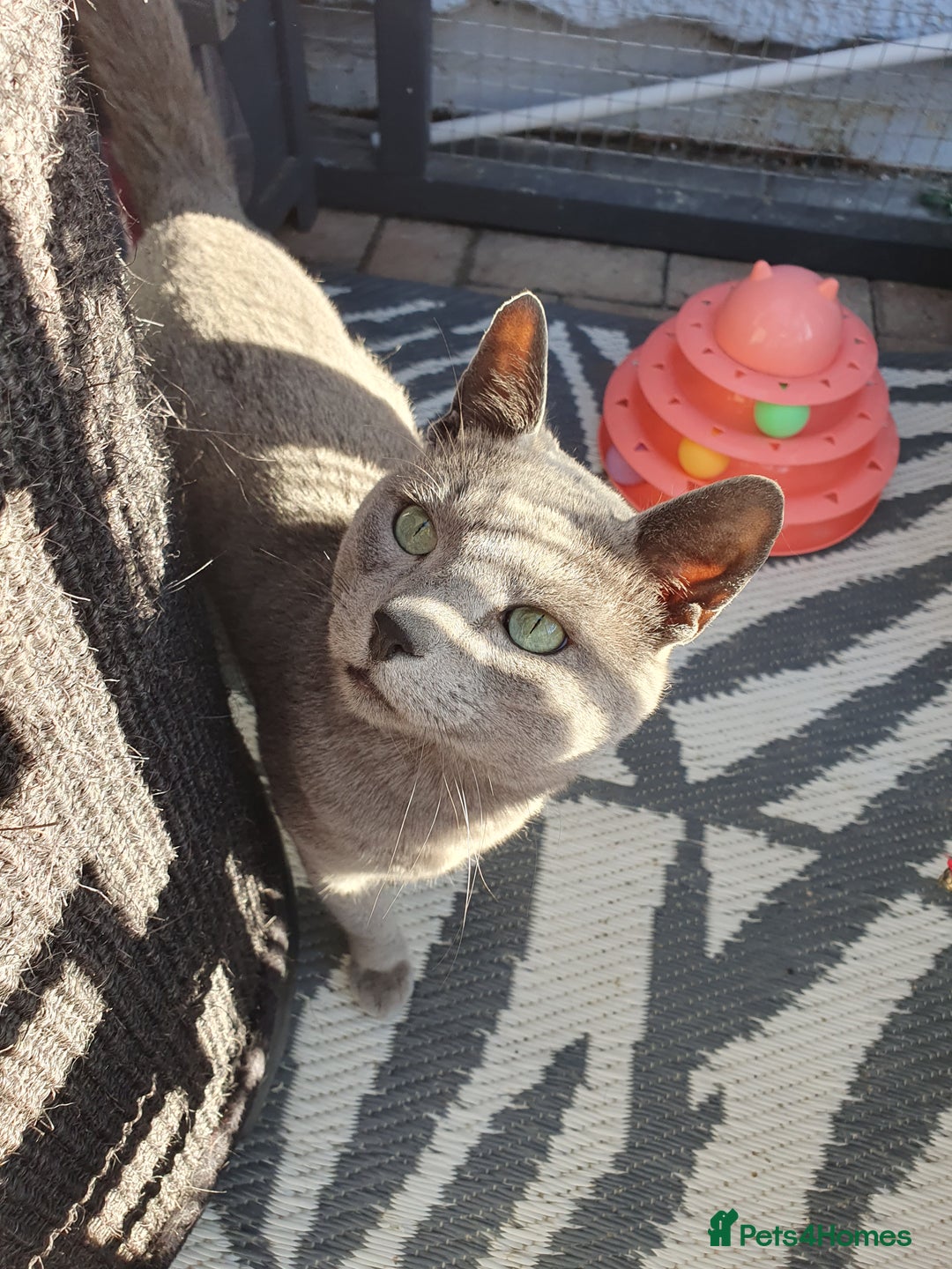 Russian Blue cats for stud: GCCF Active and TICA Registered Experienced Stud  in Stanford-le-Hope - Image 2