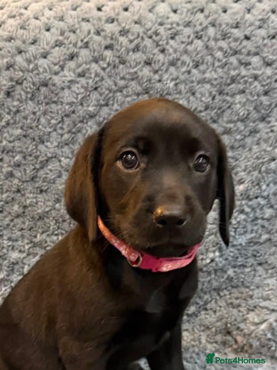 Labrador Retriever dogs LABRADOR PUPS. KC REG & COUNCIL LICENSED. 0%ROI - Advert 2
