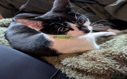 Mixed Breed cats for sale: 2 year old cat (female) - Image 5