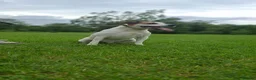 Parson Russell dogs for sale: KC REG Parson Russell Terrier  - Advert 2