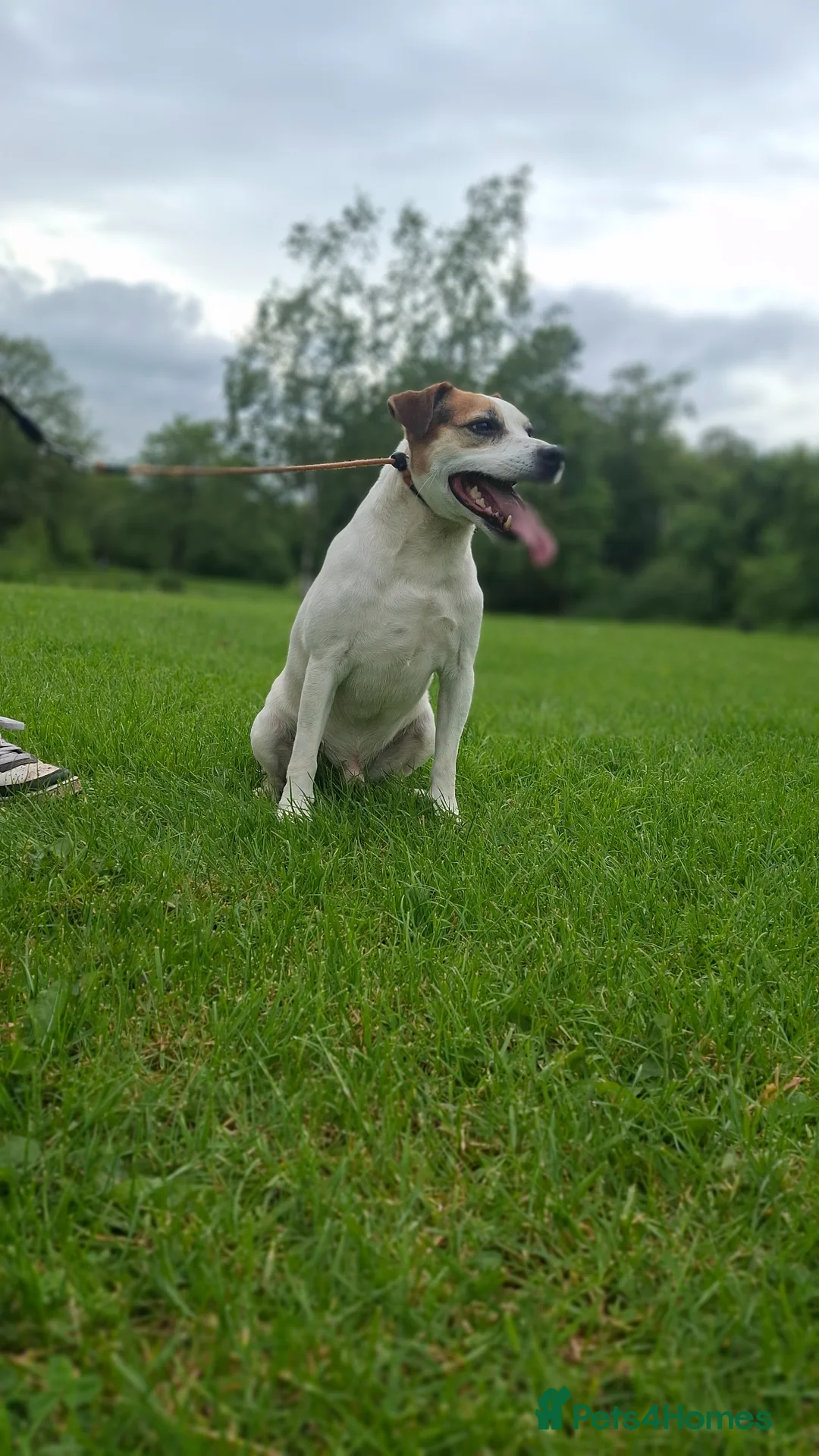 Parson Russell dogs for sale: KC REG Parson Russell Terrier  - Advert 2
