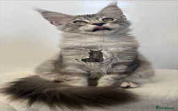 Maine Coon cats for sale: Maine Coon boy male blue silver tabby TICA ready  - Advert 7