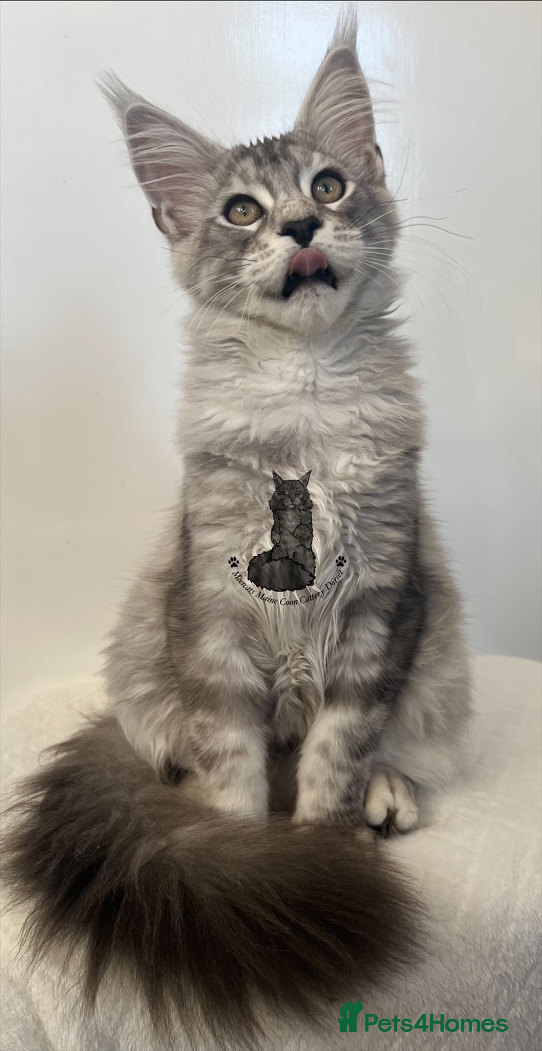 Maine Coon cats for sale: Maine Coon boy male blue silver tabby TICA ready  - Advert 7