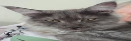 Maine Coon cats for sale: Smoke Maincoon Female  in Saint Leonards-on-sea - Advert 3
