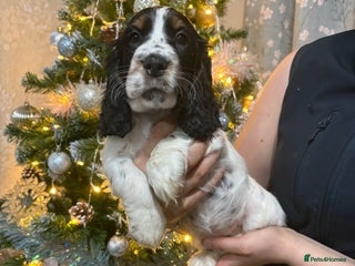 Cocker Spaniel dogs Stunning show cocker puppies - Advert 10