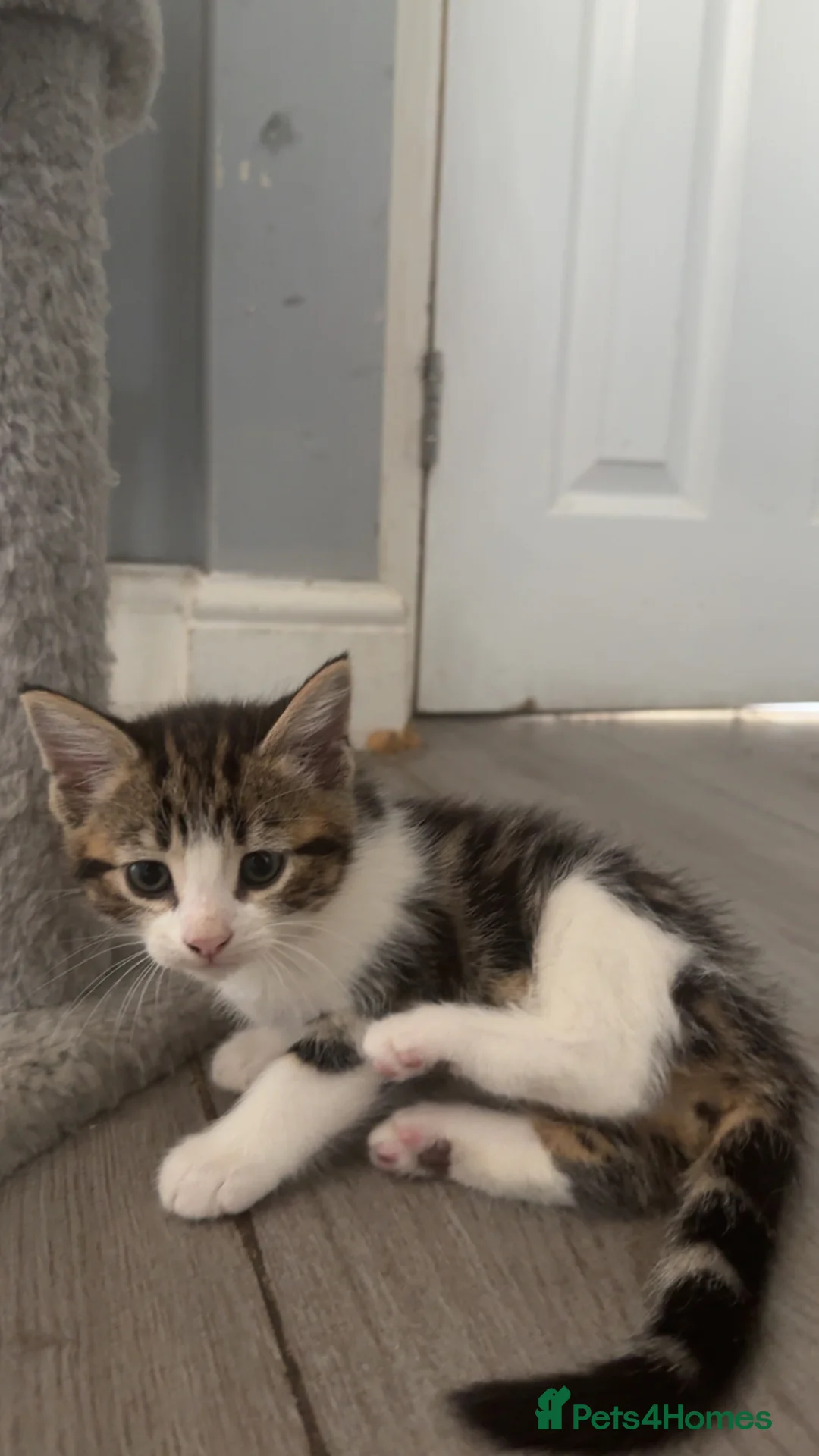 Mixed Breed cats for sale: 5 beautiful kittens ready to leave  - Advert 12