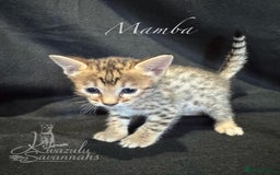 Savannah cats for sale: Exceptional Quality Tica Registr. Savannah Kittens - Image 27