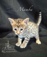 Savannah cats - Advert 2