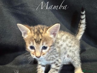 Savannah cats - Advert 7