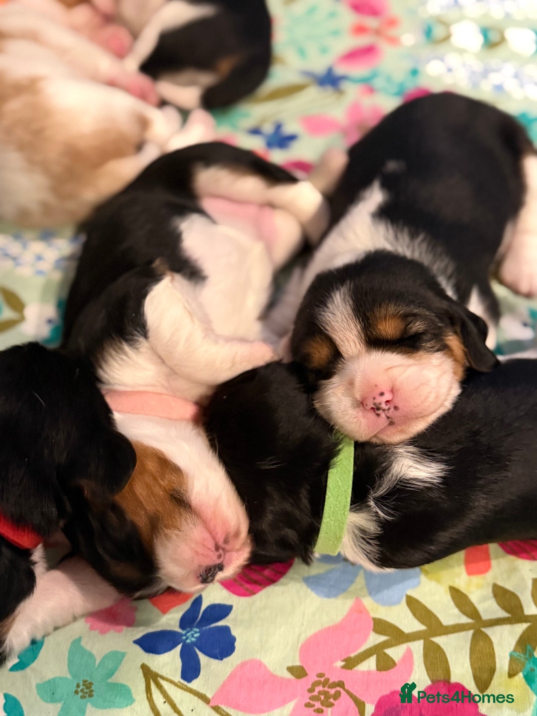 Beaglier dogs for sale: Beautiful Girl Puppies Looking for Loving Homes - Advert 1