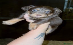 Jackapoo dogs for sale: Merle jackapoo pups (much Wenlock lines) - Image 5