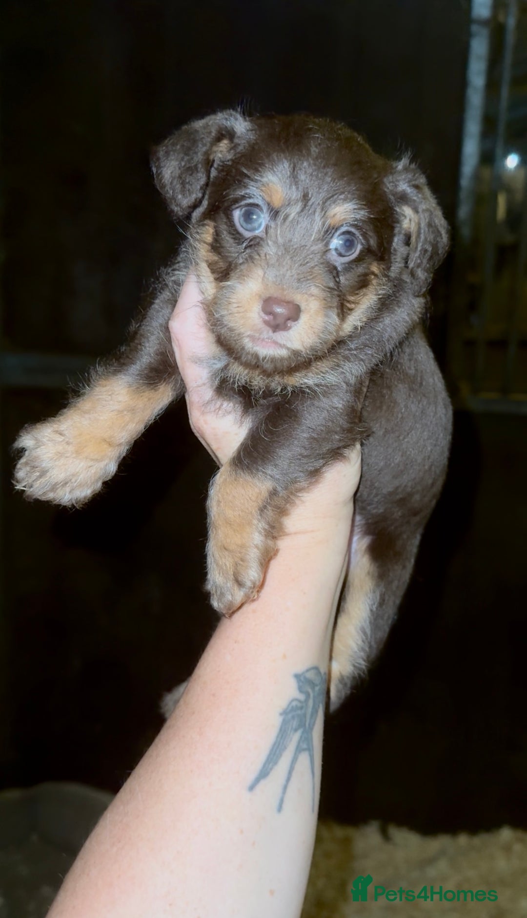 Jackapoo dogs for sale: Merle jackapoo pups (much Wenlock lines) - Image 5