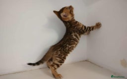 Bengal cats for sale: Gorgeous bengal kittens - Image 2