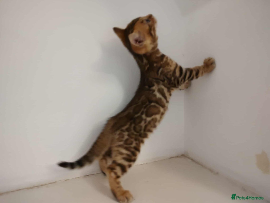 Bengal cats for sale: Gorgeous bengal kittens - Image 2