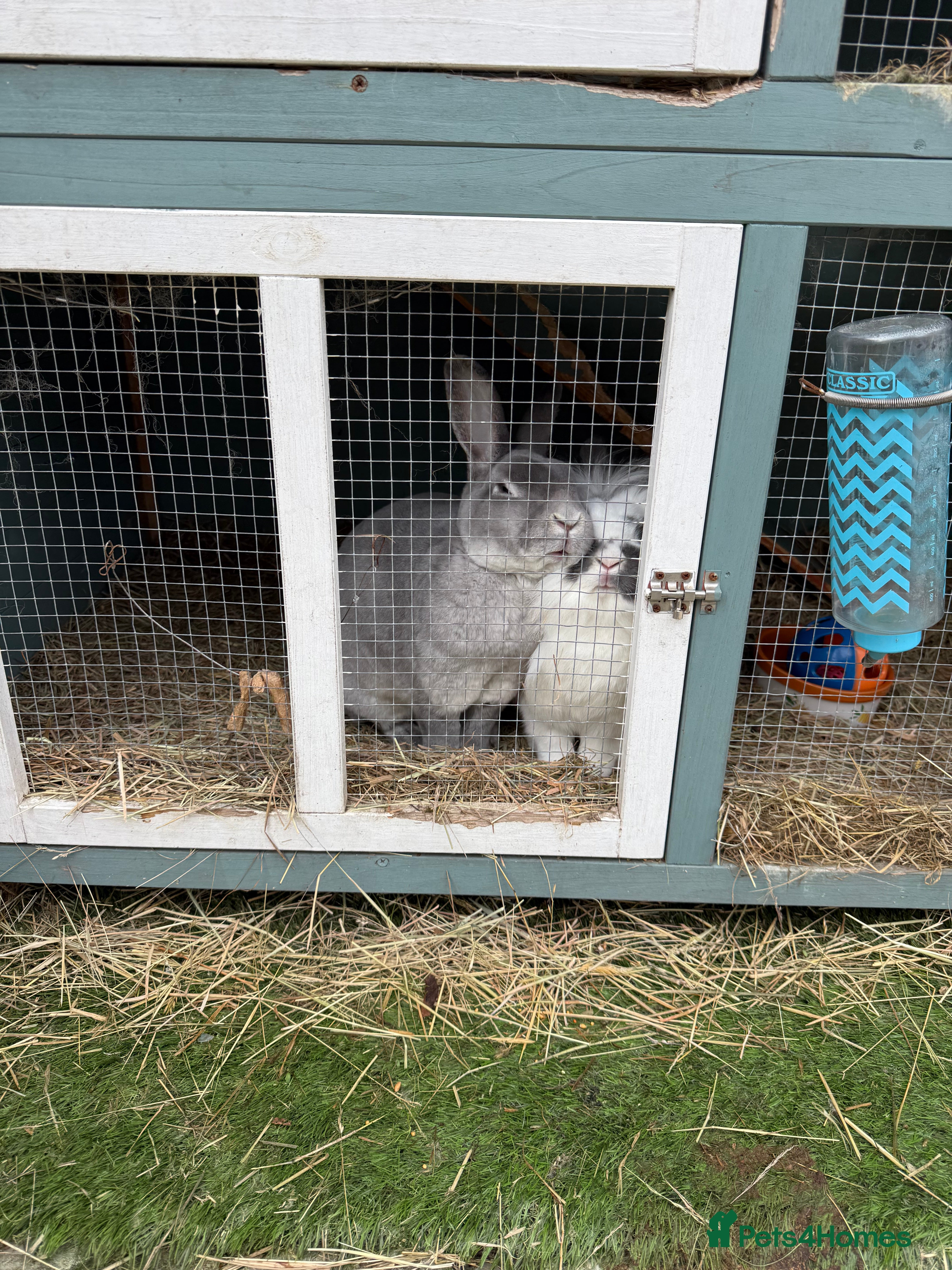 Mixed Breed rabbits Male and female neutered rabbits - Advert 1