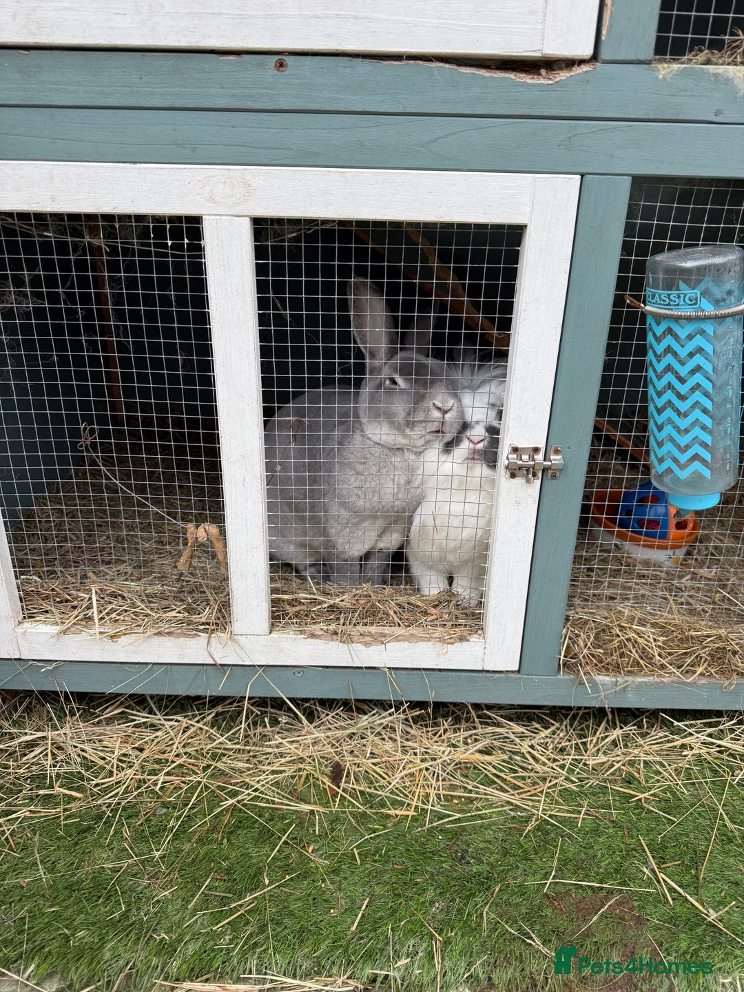 Mixed Breed rabbits for sale: Male and female neutered rabbits - Advert 1