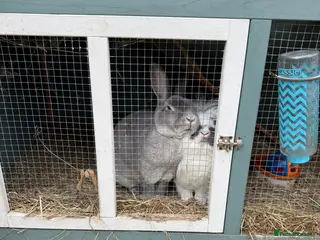 Mixed Breed rabbits Male and female neutered rabbits - Advert 17