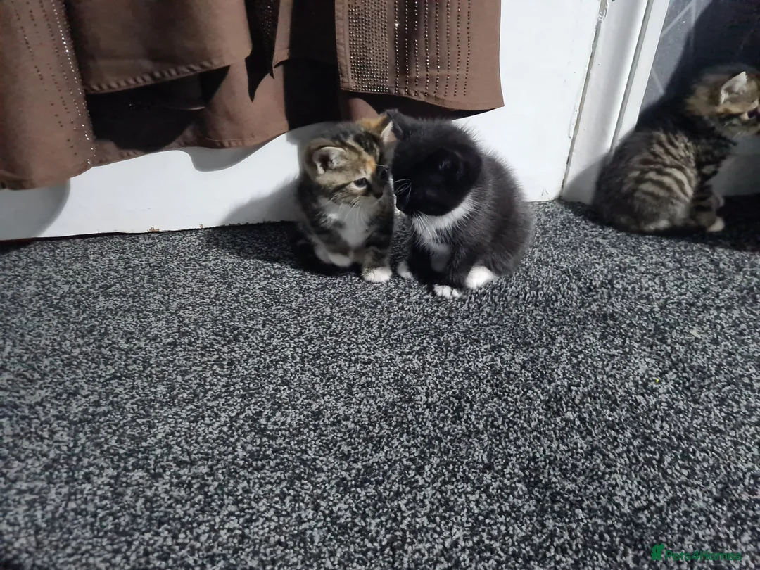 Mixed Breed cats for sale: Kittens - Advert 2
