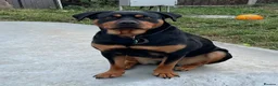 Mixed Breed dogs for sale: Rottweiler X Lab puppies  - Advert 31