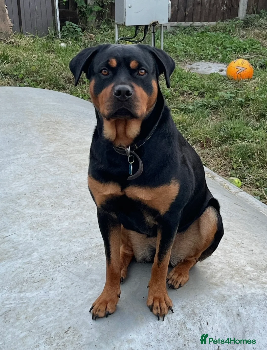 Mixed Breed dogs for sale: Rottweiler X Lab puppies  - Advert 31