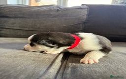 Siberian Husky dogs for sale: Husky puppies for sale - Image 8