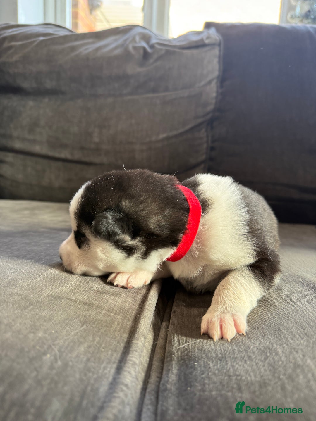 Siberian Husky dogs for sale: Husky puppies for sale - Image 8