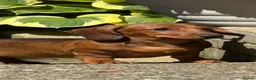 Dachshund dogs for sale: Beautiful miniature dachshund puppies - Advert 9