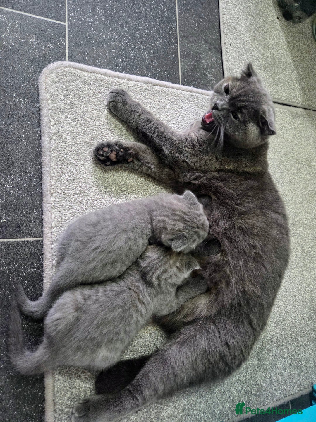 Scottish Fold cats for sale: 2 beautiful Scotish fold girls - Image 7