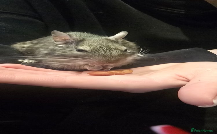 Degus rodents - Advert 1