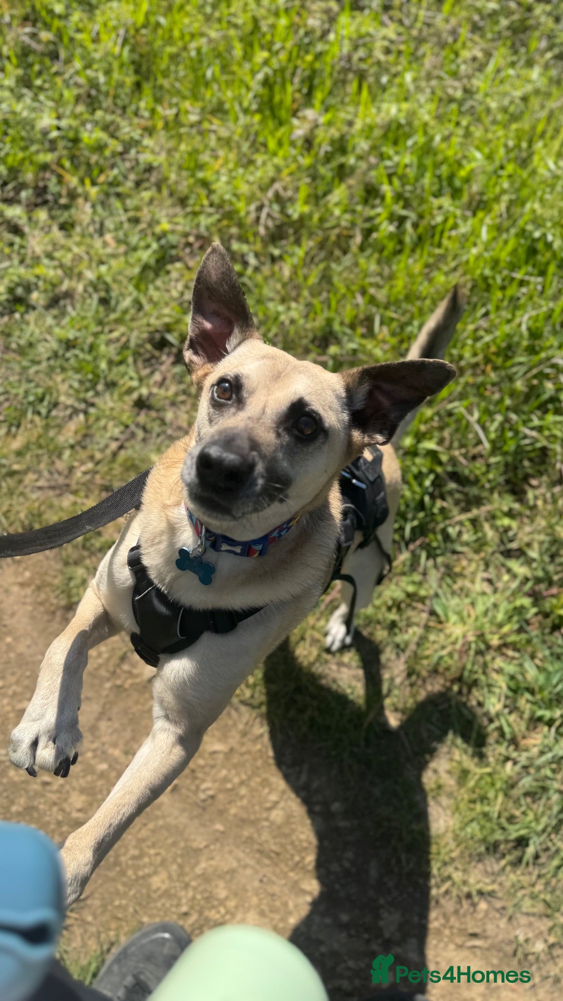 Mixed Breed dogs Our loving dog is looking for a new home - Advert 2