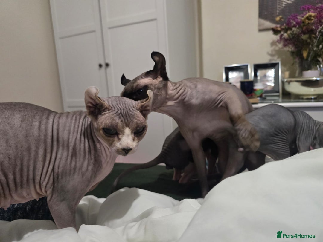 Sphynx cats for sale: Elf sphynx - Image 7