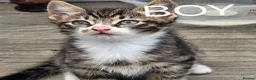 Mixed Breed cats for sale: 4 beautiful kittens  - Advert 3