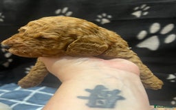 Cockapoo dogs for sale: Ready Monday 2 Cockapoo females  - Advert 27