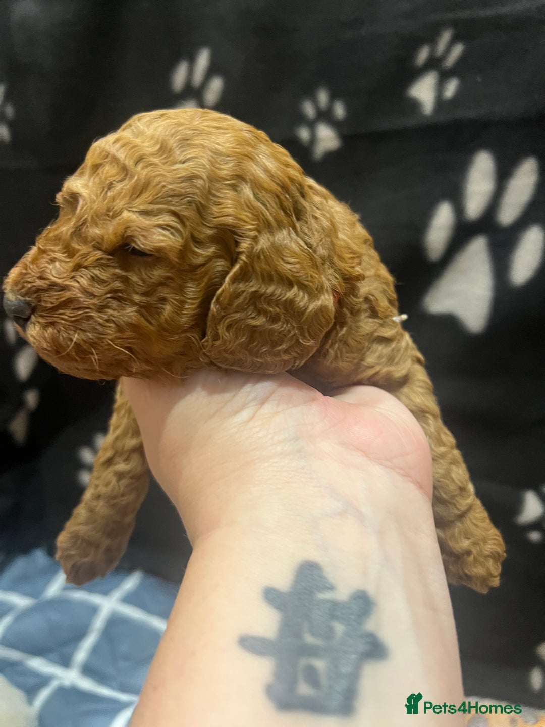 Cockapoo dogs for sale: Ready Monday 2 Cockapoo females  - Advert 27