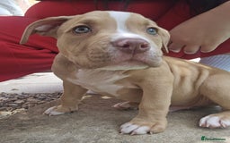 American Bully dogs for sale: Super chunky pocket bullies Ready to leave! - Image 27