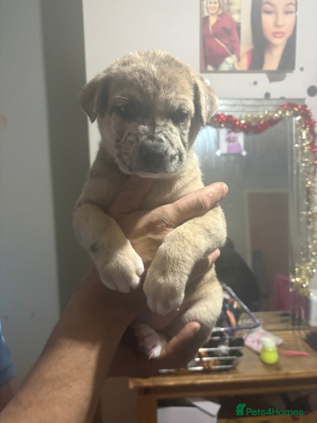 Mixed Breed dogs for sale: american akita  - Advert 36