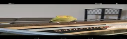 Budgerigars birds for sale: Budgies 2 months 4 Months and 6 months old  - Advert 5