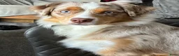Miniature American Shepherd dogs for sale: 2 x Red Merle Mini American Shepherd Puppy - Boys - Advert 4