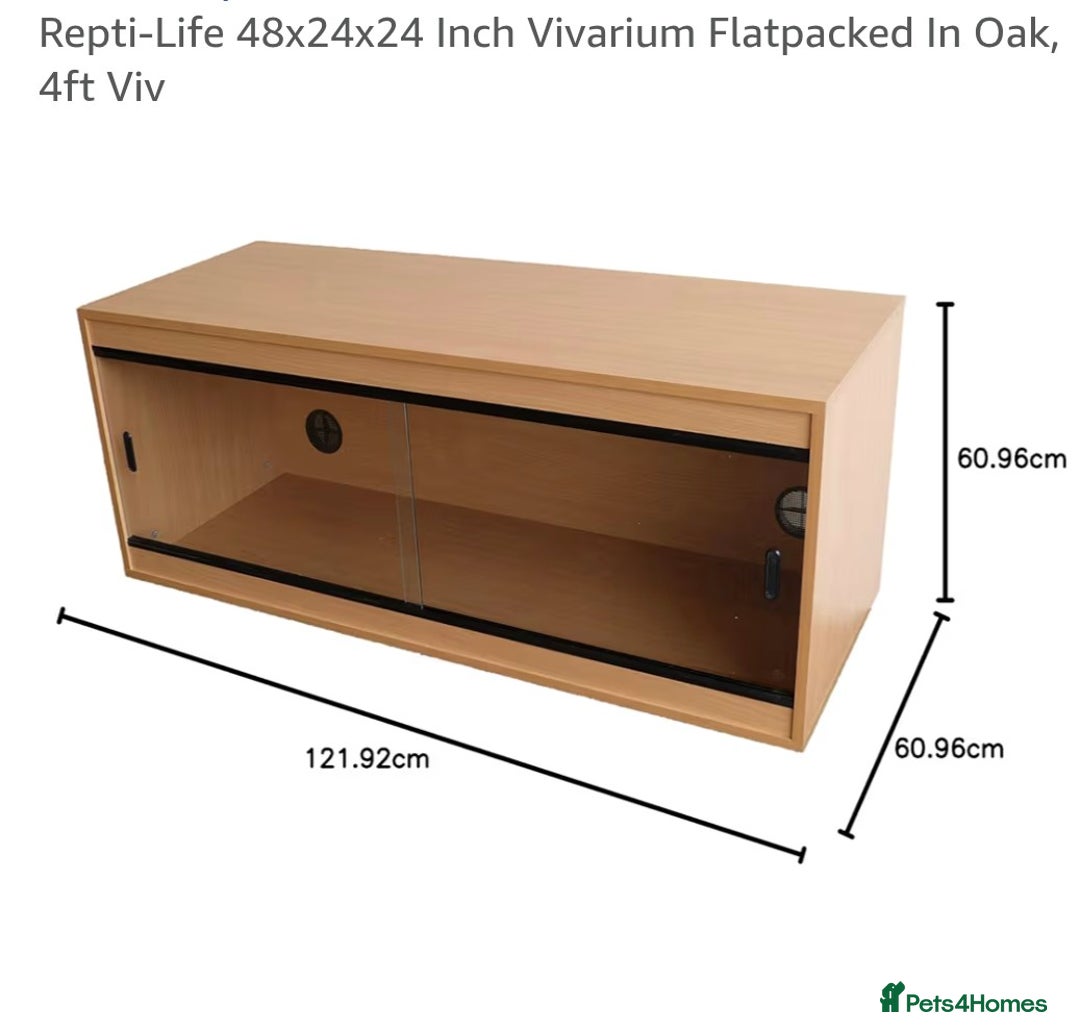 Corn Snake reptiles for sale: Cornsnake - Image 4