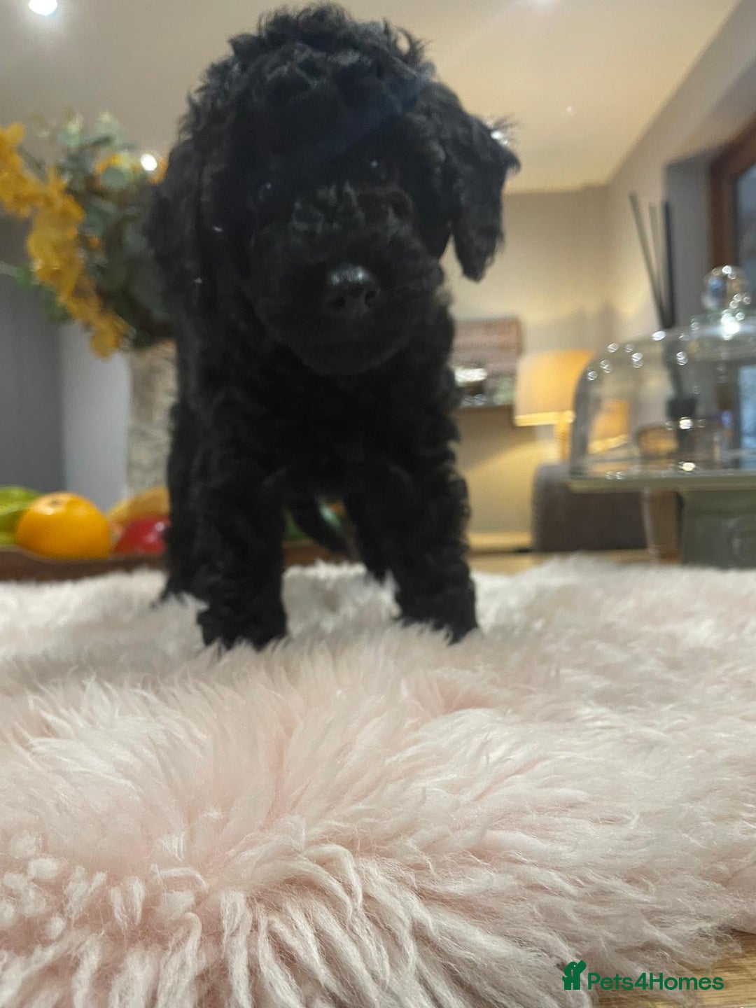 Miniature Poodle dogs for sale: KC reg miniature poodles, 5* licensed  - Image 15