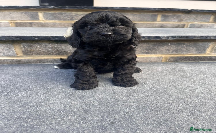 Cockapoo dogs - Advert 3