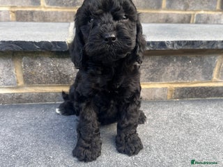 Cockapoo dogs - Advert 5