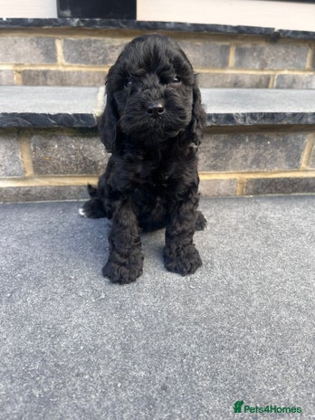 Cockapoo dogs - Advert 3