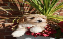 Maltipoo dogs for sale: Beautiful Maltipoo Babies - Image 28