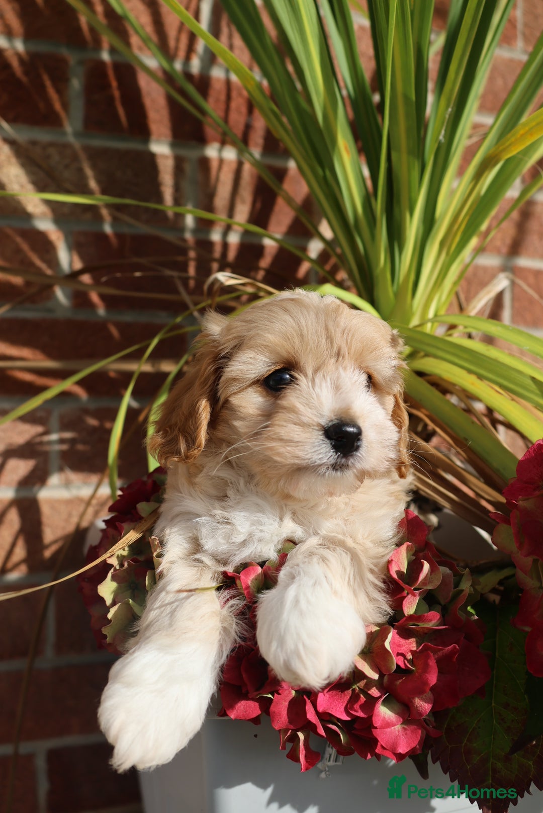 Maltipoo dogs for sale: Beautiful Maltipoo Babies - Image 28