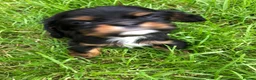 Cavalier King Charles Spaniel dogs for sale: Cavalier King Charles puppies  - Advert 33