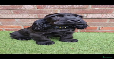Cocker Spaniel dogs - Advert 9