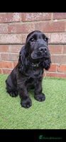 Cocker Spaniel dogs - Advert 15
